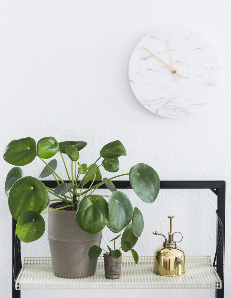 Zoom sur une plante resolument design le Pilea Peperomoioides